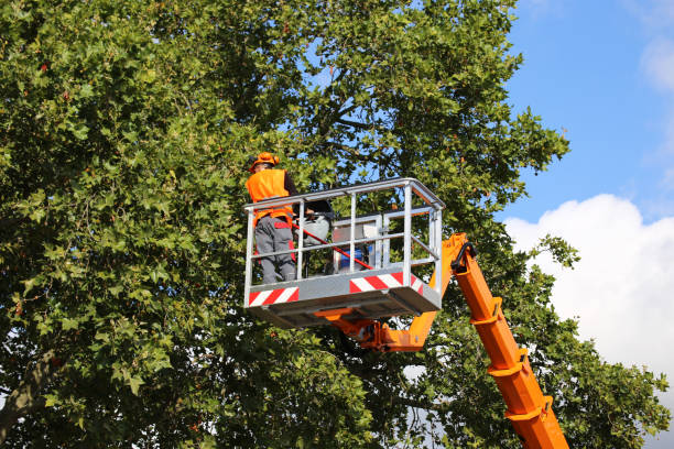 How Our Tree Care Process Works  in  Morrison, IL
